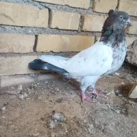 ماده سینه کوهی