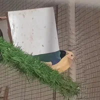 فنچ گلدین|پرنده|اهرم, |دیوار