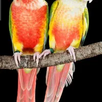 فروش یک جفت عروس هلندی بایک جفت طوطی گتوله