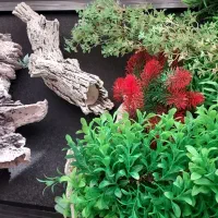 وسایل آکواریوم|ماهی|شیروان (خراسان), |دیوار