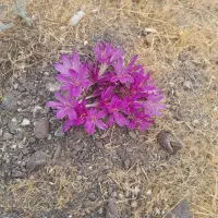 دوستان بنظرتون این گل زعفرانه