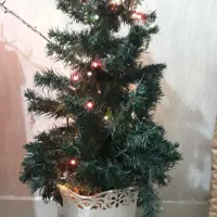 درخت کریسمس تازه خریداری شده همراه ریسه