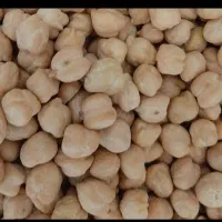 نخود دانه درشت