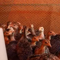جوجه بوقلمون برنز انگلیس سینه پهن کلی وجزئی