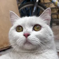 واگزاری بریتیش