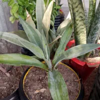 گل ها فروشی|گل و گیاه طبیعی|کنارک, |دیوار