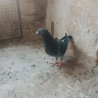 جفت چاپی مسافتی