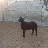 بره قوچ افشاری