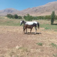 کره نریون 5ماهه
