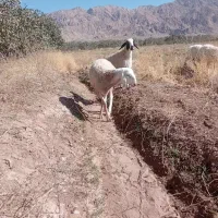 بره نر قوچی