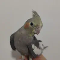 عروس هلندی نر دونخور