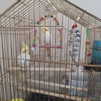 دو عدد عروس هلندی سخنگو با قفس