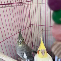 عروس هلندی نر و ماده