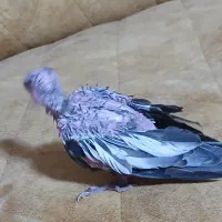 جوجه عروس سرلاکی|پرنده|کرج, انبار مپنا|دیوار