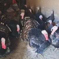 بوقلمون محلی|حیوانات مزرعه|قلقل رود, |دیوار