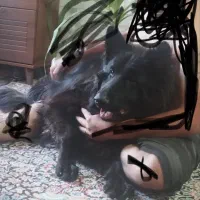 ژرمن بلک برا کشش