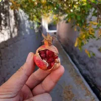 تور یزد، سرزمین بادگیرها|تور و چارتر|اهواز, زیتون کارمندی|دیوار