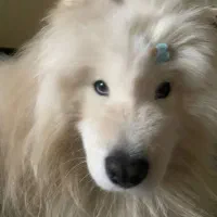 واگذاری رایگان ساموئد بد سرپرست