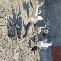 قوقاز لیندا قو قاز افریقای|حیوانات مزرعه|گرگان, |دیوار