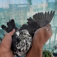 کبوتر پرشی|پرنده|ابریشم, |دیوار