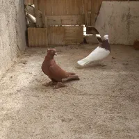 کبوتر رنگی|حیوانات|قم, سرحوض|دیوار