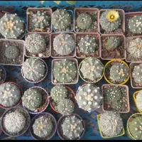 کاکتوس های  خاص و کلکسیونی زیبا