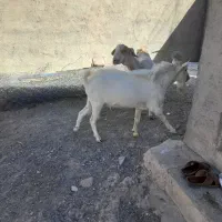 نربز سانن اصل|حیوانات مزرعه|بجستان, |دیوار