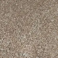 فروش گندم مخصوص کفتر کیلویی55  هزار تومان
