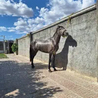 اسب مادیان|اسب و تجهیزات اسب‌سواری|بناب, |دیوار