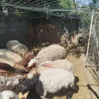بره چاق
