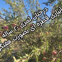 نقد و اقساط باغ شهری|فروش دفتر صنعتی، کشاورزی، تجاری|شیراز, کودیان|دیوار