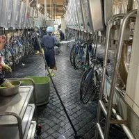 به تعدادی کارگرشیردوشی برای کار گاوداری نیازمندیم