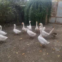 غوغاز فروشی