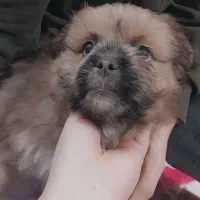 سگ پامرشیترو سه میلیون