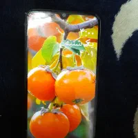 گوشی شیامی نوت ۸