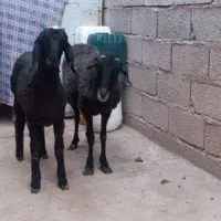 میش با بره بزرگ