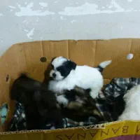 توله شیتزو فلت مو بلند