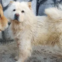 سگ چاوچاو ماده