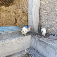 خروس برهما