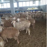 گوسفنددرجه1 مرغ و خروس قربانی|حیوانات مزرعه|اندیشه, شهرک المهدی|دیوار