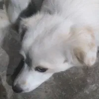 سگ پاکوتاه نرباشناسنامه