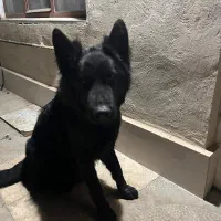 سگ ژرمن بلک