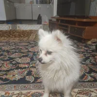 سگ پارینه روباهی