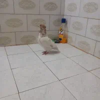 کفتر یا کبوتر تهرانی کاکلی کله نارنجی ویک قفس