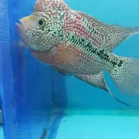 دو عدد فلاور کامفا گرید AA|ماهی|ملایر, |دیوار