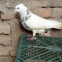 طوقی. مگسی. سینه