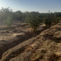 باغ میوه|فروش دفتر صنعتی، کشاورزی، تجاری|نهاوند, |دیوار