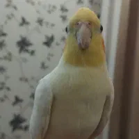 گمشده عروس هلندی|حیوانات|پرند, فاز ۱|دیوار