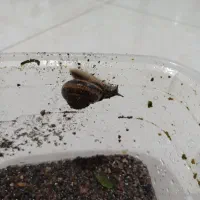 دوتا حلزون نر و ماده تخم گذار