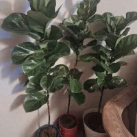گل طبیعی لیراتا